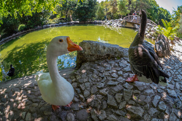 White duck is posing at the small artificial lake in the National Garden of Athens - Greece. It is a public park in the center of Athens city near Syntagma square and the Zappeion Hall. Sunny day