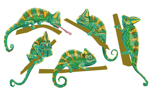 Veiled chameleon set. Chamaeleo calyptratus, cone-head chameleon or Yemen chameleon in various poses. A bright green chameleon sits on a branch and hunts. Realistic collection of wild reptile