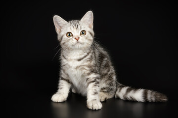 American shorthair cat on colored backgrounds