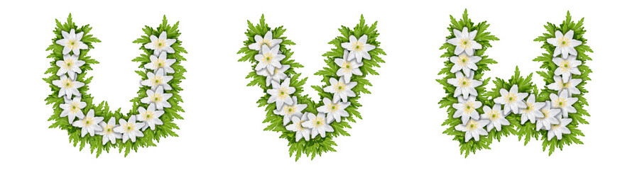 Letters U, V, W made of white flowers with leaves, snowdrop