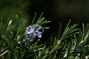 Close up of a rosemary sprig with a purple small flower, against a green background outdoors
