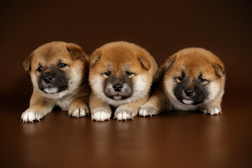 Shiba inu on colored backgrounds