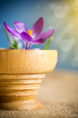 spring early purple crocuses in a wooden pot