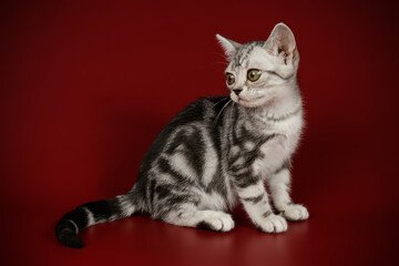 American shorthair cat on colored backgrounds