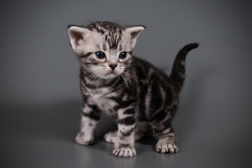 Obraz premium American shorthair cat on colored backgrounds