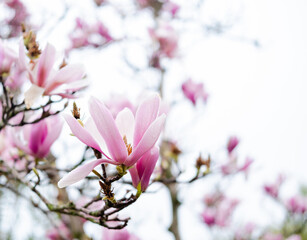 Fototapeta na wymiar Pink magnolia flowers. magnolia blooms in spring