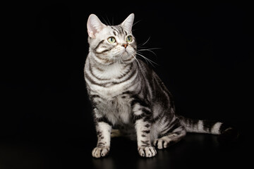American shorthair cat on colored backgrounds