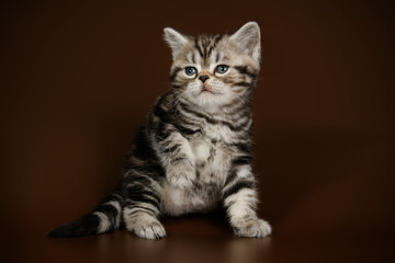 American shorthair cat on colored backgrounds