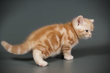 American shorthair cat on colored backgrounds