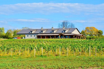 Vineyard with winery house in the background, in the heart of Finger Lakes Wine Country, New York