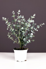 Potted Eucalyptus plant on white table in front of gray wall