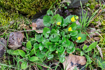 Spring early flower Caltha herb among moss
