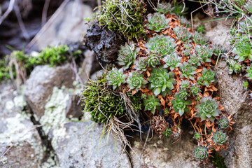 Succulent plants grow near a granite stone among grass and moss