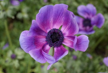 A stunning violet color of Poppy Anemone flower 'Monalisa Deep Blue'