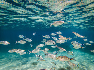 Undereater life with fish in corfu