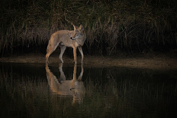 Obraz na płótnie Canvas Coyote hunting at sunrise