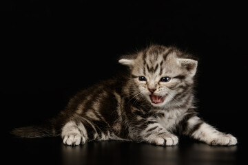 American shorthair cat on colored backgrounds