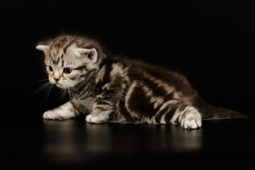 American shorthair cat on colored backgrounds