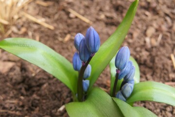 Blue snowdrops flowers in the garden in spring, closeup