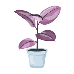 Fikus - egzotyczne liście w odcieniach fioletu w błękitnej doniczce. Botaniczna ilustracja tropikalnej rośliny na białym tle. © Monika