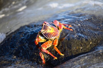 Closeup of a large red Sally Lightfoot Crab (Grapsus grapsus) climbing over rocks, Galapagos Islands, Ecuador.