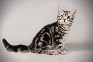 American shorthair cat on colored backgrounds