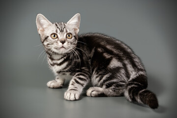 American shorthair cat on colored backgrounds