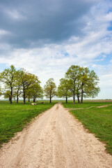 Fototapeta na wymiar Oak grove with a road going into the distance. Spring landscape