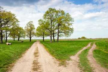 Fototapeta na wymiar Oak grove with a road going into the distance. Spring landscape