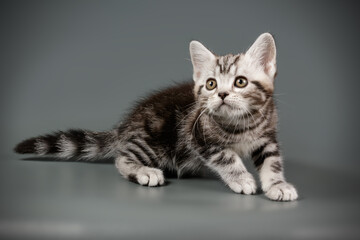 American shorthair cat on colored backgrounds