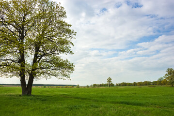 Obraz premium Spring landscape of oak grove. Green grass and fresh leaflets.