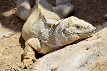 Side on  portrait of Galápagos Land Iguana (Conolophus subcristatus) resting Galapagos Islands, Ecuador.