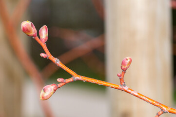 Buds of Tilia cordata Winter Orange.