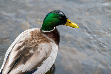 Close up of a wet duck on a pond