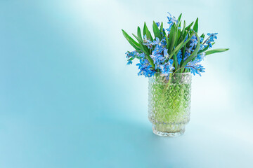 Fresh snowdrops or scilla in glass vase on pastel light blue background. First messengers of spring. Copy space . Front view