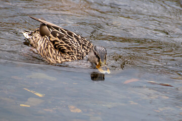 close up of a duck with it's beak submerged in the water