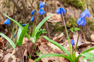 A small blue Scilla flowers in oak forest in spring Selective focus