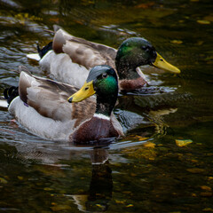 Close up of two ducks side by side duck on the dodder river in Donnybrook, Dublin, Ireland