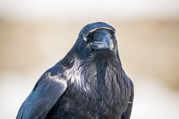 Close up shot of a common raven in northern Canada with natural colored blurred background. Beautiful black, shiny coat, feathers of wild bird looking around curious. 