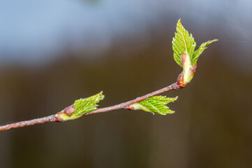 Small leaves of birch tree in springtime.