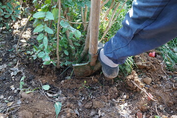 Gardener working with a shovel in the green garden