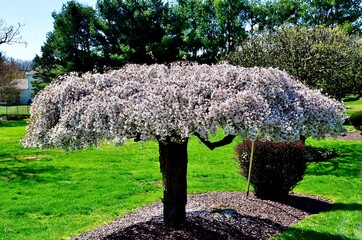 Prunus pendula 'Snow Fountain'. Common Name is Weeping White Cherry. A gorgeous photogenic flowering tree and gardening landscape in residential neighborhood. Dwarf umbrella tree.