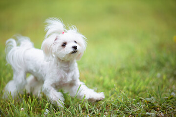 Little white maltese dog on green grass on a warm day