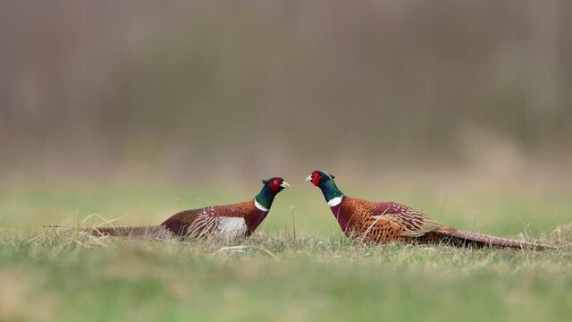 Ringneck Pheasant ( Phasianus colchicus ) male	