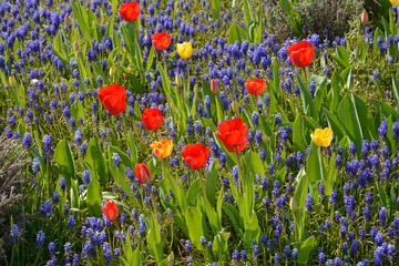 bunte frühlingsblumen im vorgarten
