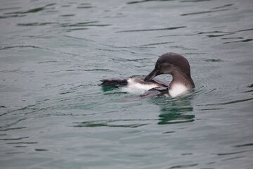 Galápagos Penguin (Spheniscus mendiculus) cleaning in water Galapagos Islands, Ecuador.