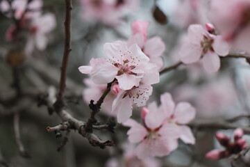 Bright white flowers. Apricot, cherry, apple,plum blossom. Fruit trees in the spring. Future fruits
