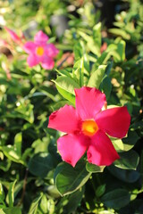 pink and white flower