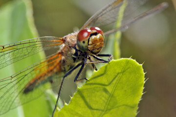 A dragonfly sits on a leaf of  grass.The huge eyes of a dragonfly look incredibly fantastic.