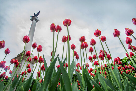 Tulips in the Moscow park Arkhangelskoe